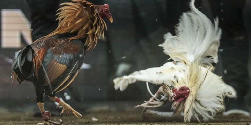 Bí quyết đá gà cựa dao 