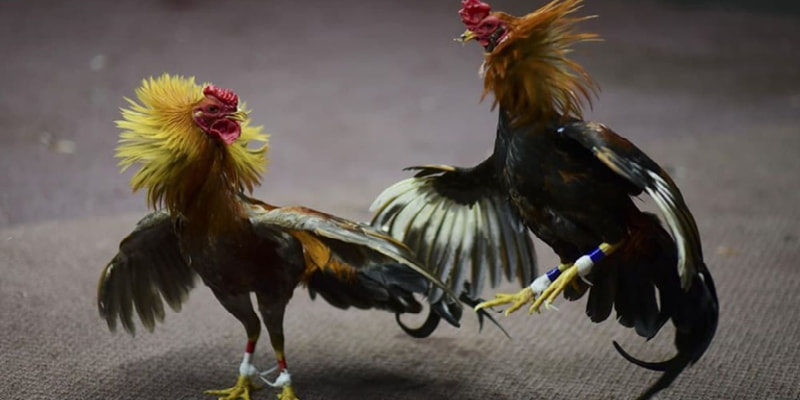 Bí quyết đá gà cựa dao chắc thắng chuyên gia chia sẻ 