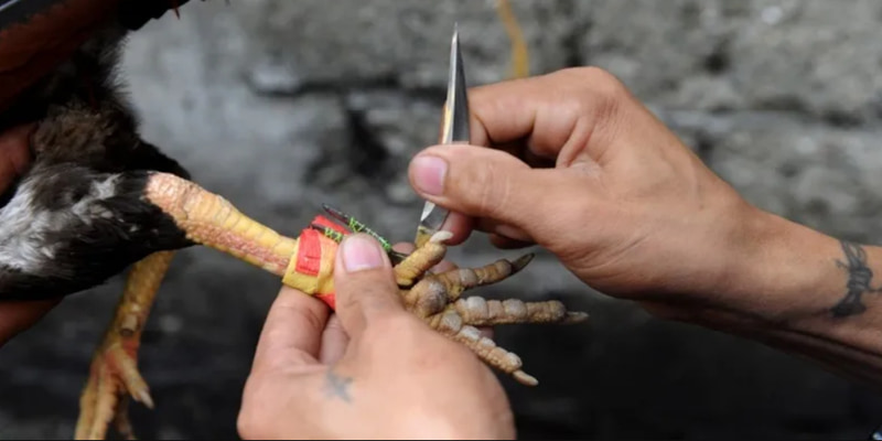 Tìm hiểu đá gà cựa dao 