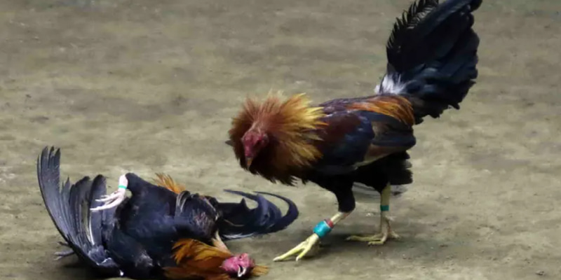 Đá gà cựa sắt thịnh hành